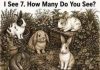 How Many Rabbits Do You See?