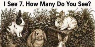 How Many Rabbits Do You See?