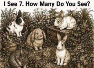 How Many Rabbits Do You See?