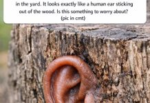 Found this weird rubbery brown growth on an old stump in the yard. It looks exactly like a human ear sticking out of the wood. Is this something to worry about?