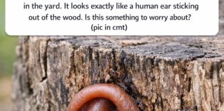 Found this weird rubbery brown growth on an old stump in the yard. It looks exactly like a human ear sticking out of the wood. Is this something to worry about?