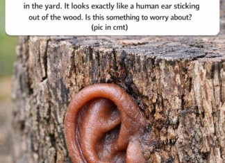 Found this weird rubbery brown growth on an old stump in the yard. It looks exactly like a human ear sticking out of the wood. Is this something to worry about?