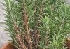 Got rosemary? 10 essential tasks you must do this August to get bushy aromatic growth before winter hits