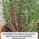 Got rosemary? 10 essential tasks you must do this August to get bushy aromatic growth before winter hits