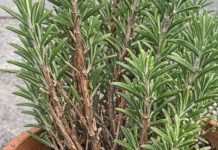 Got rosemary? 10 essential tasks you must do this August to get bushy aromatic growth before winter hits