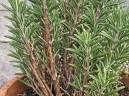 Got rosemary? 10 essential tasks you must do this August to get bushy aromatic growth before winter hits