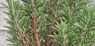 Got rosemary? 10 essential tasks you must do this August to get bushy aromatic growth before winter hits