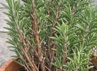 Got rosemary? 10 essential tasks you must do this August to get bushy aromatic growth before winter hits
