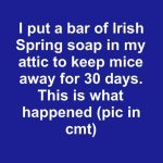 I Put a Bar of Irish Spring Soap in My Attic to Keep Mice Away for 30 Days. This Is What Happened