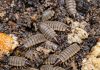Turned Over My Compost Pile to Prep for Spring and Found Hundreds of These Flattened, Segmented Creatures. They Look Like Armored Alien Maggots and Are Moving Everywhere. Are They Bad for My Garden?