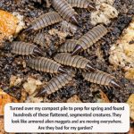 Turned Over My Compost Pile to Prep for Spring and Found Hundreds of These Flattened, Segmented Creatures. They Look Like Armored Alien Maggots and Are Moving Everywhere. Are They Bad for My Garden?