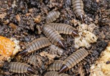 Turned Over My Compost Pile to Prep for Spring and Found Hundreds of These Flattened, Segmented Creatures. They Look Like Armored Alien Maggots and Are Moving Everywhere. Are They Bad for My Garden?