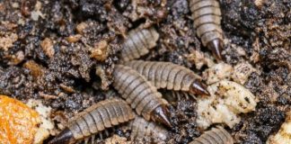 Turned Over My Compost Pile to Prep for Spring and Found Hundreds of These Flattened, Segmented Creatures. They Look Like Armored Alien Maggots and Are Moving Everywhere. Are They Bad for My Garden?