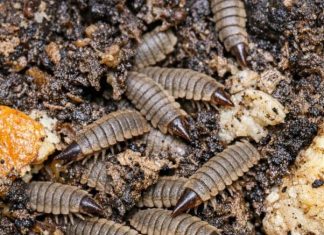 Turned Over My Compost Pile to Prep for Spring and Found Hundreds of These Flattened, Segmented Creatures. They Look Like Armored Alien Maggots and Are Moving Everywhere. Are They Bad for My Garden?
