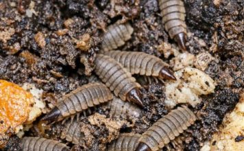Turned Over My Compost Pile to Prep for Spring and Found Hundreds of These Flattened, Segmented Creatures. They Look Like Armored Alien Maggots and Are Moving Everywhere. Are They Bad for My Garden?