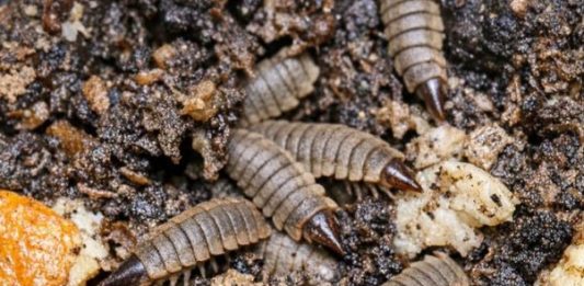 Turned Over My Compost Pile to Prep for Spring and Found Hundreds of These Flattened, Segmented Creatures. They Look Like Armored Alien Maggots and Are Moving Everywhere. Are They Bad for My Garden?