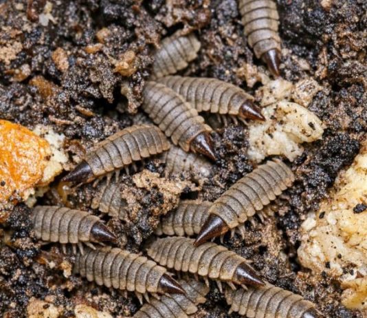 Turned Over My Compost Pile to Prep for Spring and Found Hundreds of These Flattened, Segmented Creatures. They Look Like Armored Alien Maggots and Are Moving Everywhere. Are They Bad for My Garden?