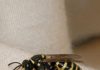 Saw This Huge Wasp Crawling Slowly on My Curtains Inside. It Looks Groggy and Isn’t Flying Much. Is There a Nest Inside My Walls?