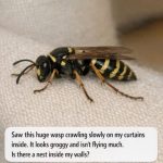 Saw This Huge Wasp Crawling Slowly on My Curtains Inside. It Looks Groggy and Isn’t Flying Much. Is There a Nest Inside My Walls?