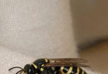 Saw This Huge Wasp Crawling Slowly on My Curtains Inside. It Looks Groggy and Isn’t Flying Much. Is There a Nest Inside My Walls?
