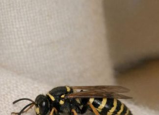 Saw This Huge Wasp Crawling Slowly on My Curtains Inside. It Looks Groggy and Isn’t Flying Much. Is There a Nest Inside My Walls?