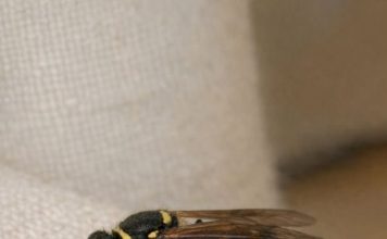 Saw This Huge Wasp Crawling Slowly on My Curtains Inside. It Looks Groggy and Isn’t Flying Much. Is There a Nest Inside My Walls?