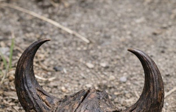 Found this terrifying looking dried pod tangled in the weeds. It looks like a giant spider or some kind of evil claw. Does anyone know what is this thing?