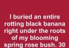 I Buried an Entire Rotting Black Banana Right Under the Roots of My Blooming Spring Rose Bush. 30 Days Later, This Is What Happened