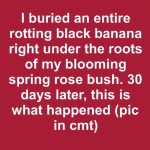 I Buried an Entire Rotting Black Banana Right Under the Roots of My Blooming Spring Rose Bush. 30 Days Later, This Is What Happened