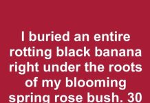 I Buried an Entire Rotting Black Banana Right Under the Roots of My Blooming Spring Rose Bush. 30 Days Later, This Is What Happened