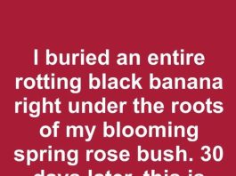I Buried an Entire Rotting Black Banana Right Under the Roots of My Blooming Spring Rose Bush. 30 Days Later, This Is What Happened