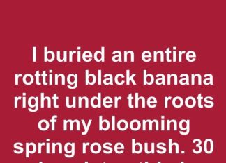 I Buried an Entire Rotting Black Banana Right Under the Roots of My Blooming Spring Rose Bush. 30 Days Later, This Is What Happened