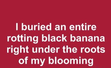 I Buried an Entire Rotting Black Banana Right Under the Roots of My Blooming Spring Rose Bush. 30 Days Later, This Is What Happened