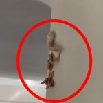 Crunchy Pink Surprise on the Wall—What’s Really Going on Inside Your Home?