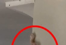Crunchy Pink Surprise on the Wall—What’s Really Going on Inside Your Home?