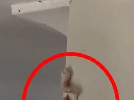 Crunchy Pink Surprise on the Wall—What’s Really Going on Inside Your Home?