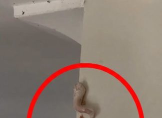 Crunchy Pink Surprise on the Wall—What’s Really Going on Inside Your Home?
