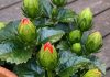 Got Hibiscus? 9 Critical Things You Must Do This August to Get Dinner-Plate-Sized Tropical Blooms Before Fall