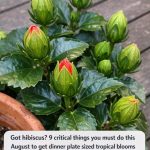 Got Hibiscus? 9 Critical Things You Must Do This August to Get Dinner-Plate-Sized Tropical Blooms Before Fall