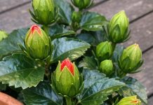 Got Hibiscus? 9 Critical Things You Must Do This August to Get Dinner-Plate-Sized Tropical Blooms Before Fall
