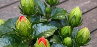 Got Hibiscus? 9 Critical Things You Must Do This August to Get Dinner-Plate-Sized Tropical Blooms Before Fall