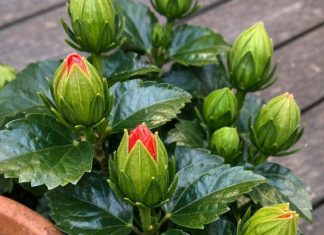 Got Hibiscus? 9 Critical Things You Must Do This August to Get Dinner-Plate-Sized Tropical Blooms Before Fall