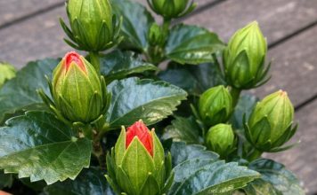Got Hibiscus? 9 Critical Things You Must Do This August to Get Dinner-Plate-Sized Tropical Blooms Before Fall