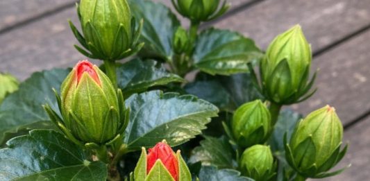 Got Hibiscus? 9 Critical Things You Must Do This August to Get Dinner-Plate-Sized Tropical Blooms Before Fall