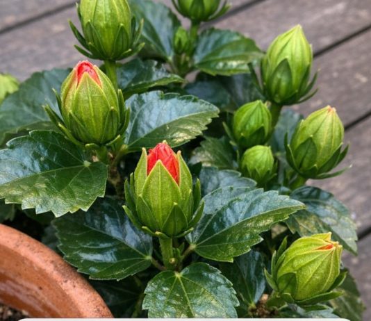 Got Hibiscus? 9 Critical Things You Must Do This August to Get Dinner-Plate-Sized Tropical Blooms Before Fall