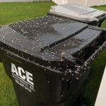 Found Tiny White Worms in Your Trash? Here’s What They Really Are