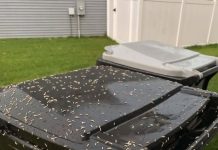 Found Tiny White Worms in Your Trash? Here’s What They Really Are