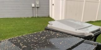 Found Tiny White Worms in Your Trash? Here’s What They Really Are
