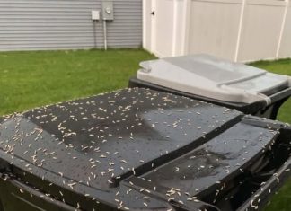 Found Tiny White Worms in Your Trash? Here’s What They Really Are