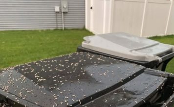 Found Tiny White Worms in Your Trash? Here’s What They Really Are